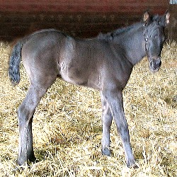 Purebred Arabian Colt stallion