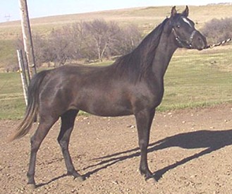 Dalin as two year old Black Arabian Filly for sale