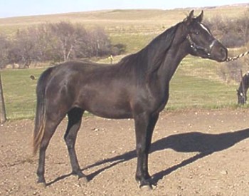 Dalin, black Arabian mare for sale