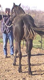 Dalin, view of hind legs. Arabian filly for sale