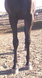 Dalin Witez BA, classic Arabian horse mare for sale