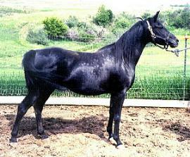 Dana Arabian mare