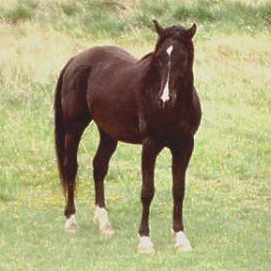 Danzel Black Purebred Arabian gelding