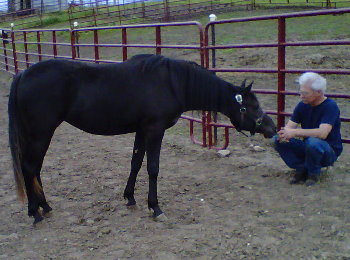 Purebred Black Filly DJAJA WITEZ BA