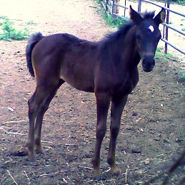 DJAJA Black Purebred Arabian Horse
