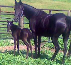 DJAJA Black Purebred Arabian Horse