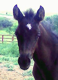Purebred Black Filly DJAJA WITEZ BA