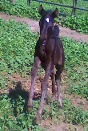 DJAJA Black Purebred Arabian Horse