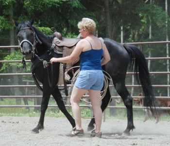Djana being trained for saddle.