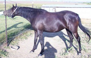 Djana black Arabian horse