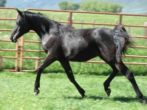 Yearling age Djazi purebred Arabian gelding