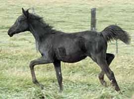 Purebred Arabian colt Djazi