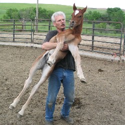 Elana purebred Arabian Horse
