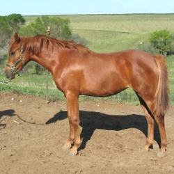 Elana is a purebred Arabian