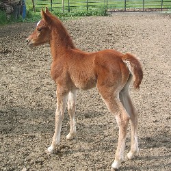 Purebred Arabian filly