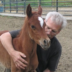 Purebred Arabian Filly Elana