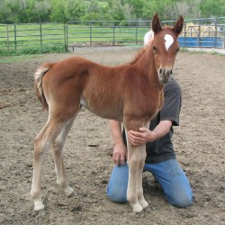 Elana is being handled as a young foal.