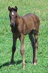 Homozygus Black Arabian Stallion