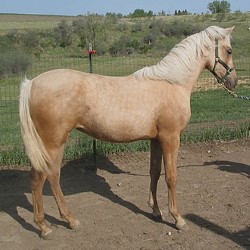 GOLDIN DIN WITEZ BA Palomino filly