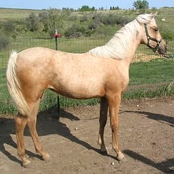 Goldin Arabian-Spanish Mustang