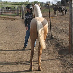 Goldin Hind
