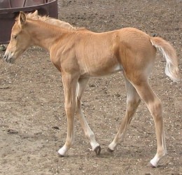 GOLDIN DIN  WITEZ BA Palomino filly
