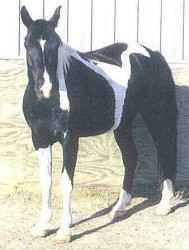 BHR HOSANS KAPTAIN