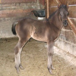 Malan Purebred Arabian colt