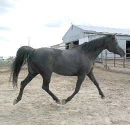Klassi Witez BA purebred black Arabian Mare