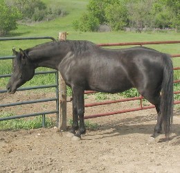 Klassi purebred Arabian mare
