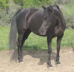 Klassi, a purebred Witez II bred Arabian mare