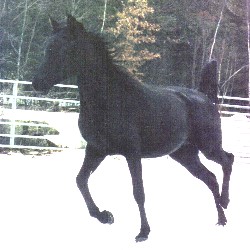 Purebred Black Arabian Mare