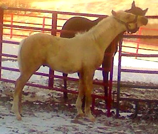 Lodin palomino colt