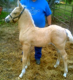 Name Pending palomino colt