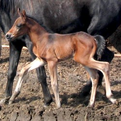 Purebred Arabian filly