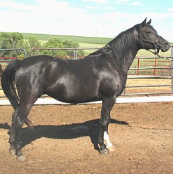 Maggie is a purebred Arabian Mare