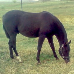Malan Purebred Arabian Gelding