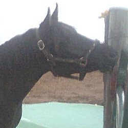 Malan Arabian gelding