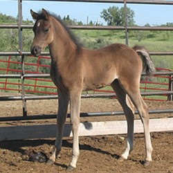 Purebred Arabian Colt