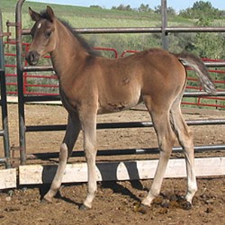 Malan Purebred Arabian colt