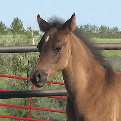 Malan Purebred Arabian colt