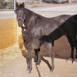 Purebred Arabian filly