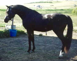 El Nigadin- Senior Sire