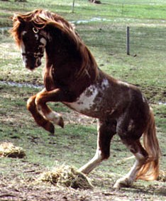Booker T Mustang
