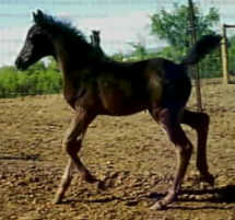 Damon