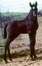 Black Colt Magnum
