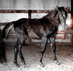 1999 filly Tianna