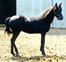 Trixi Witez BA shown as yearling.