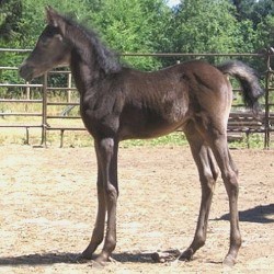 Purebred Arabian Colt