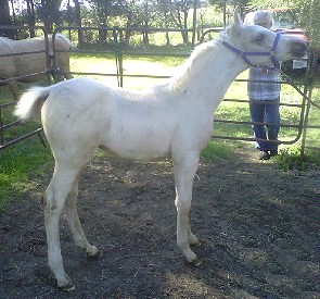 Name Pending palomino colt